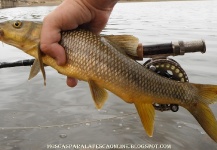  Foto de Pesca con Mosca de Barbo compartida por Antonio Luis Gahete – Fly dreamers