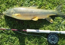 Fly-fishing Photo of Barbel shared by Antonio Luis Gahete – Fly dreamers 