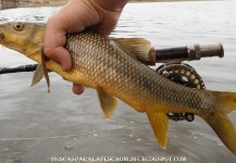 Fly-fishing Picture of Barbel shared by Antonio Luis Gahete – Fly dreamers
