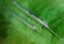 Needle Fish