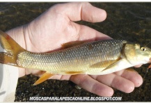  Fotografía de Pesca con Mosca de Barbo por Antonio Luis Gahete – Fly dreamers