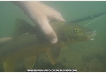 Fly-fishing Image of Barbel shared by Antonio Luis Gahete – Fly dreamers