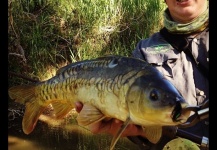 Ben Hohnke 's Fly-fishing Catch of a mirror carp – Fly dreamers 