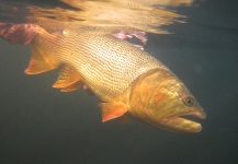 Alejo Amadeo 's Fly-fishing Picture of a Golden Dorado – Fly dreamers 
