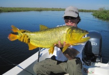 Fly-fishing Pic of Golden Dorado shared by Alejo Amadeo – Fly dreamers 