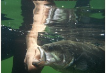 Fly-fishing Pic of Smallmouth Bass shared by Antonio Luis Gahete – Fly dreamers 