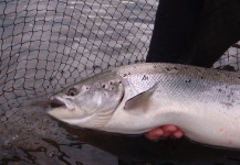 Fly-fishing Image of Atlantic salmon shared by Einar Gud – Fly dreamers