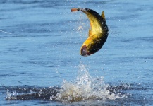  Captura de Pesca con Mosca de Tiger of the River por Patagonic Waters – Fly dreamers
