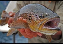  Fotografía de Pesca con Mosca de Trucha marrón por Matias Curuchet – Fly dreamers