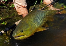 Fly-fishing Image of Golden Dorado shared by Patagonic Waters – Fly dreamers
