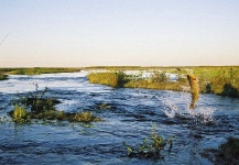 Great Fly-fishing Situation of Golden Dorado - Photo shared by Patagonic Waters – Fly dreamers 