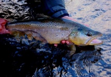 Sergio Salvatore 's Fly-fishing Picture of a Brown trout – Fly dreamers 