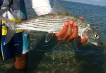 Jose Miguel Lopez Herrera 's Fly-fishing Photo of a Bonefish – Fly dreamers 