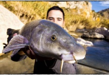 Arturo Monetti 's Fly-fishing Photo of a Barbel – Fly dreamers 