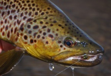 Fly-fishing Photo of Brown trout shared by Niccolo Baldeschi Balleani – Fly dreamers 