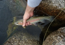  Fotografía de Pesca con Mosca de Trucha arcoiris por José Luis Chiavassa – Fly dreamers