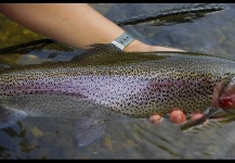 Arturo Monetti 's Fly-fishing Image of a Rainbow trout – Fly dreamers 