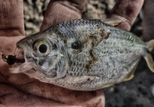 Leandro Ferreyra 's Fly-tying Picture – Fly dreamers 