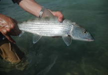  Foto de Pesca con Mosca de Bonefish compartida por Niccolo Baldeschi Balleani – Fly dreamers