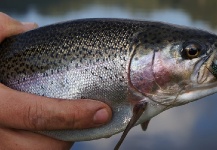 Alberto Lara Equihua 's Fly-fishing Catch of a Rainbow trout – Fly dreamers 