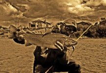 Matias Curuchet 's Fly-fishing Pic of a Brown trout – Fly dreamers 