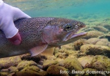 Flavio Domenicucci 's Interesting Fly-fishing Pic – Fly dreamers 