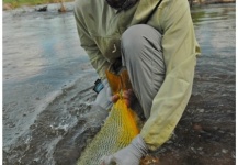 Fly-fishing Picture of Golden Dorado shared by Alejandro Bianchetti – Fly dreamers