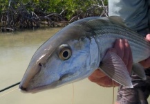 Fly-fishing Picture of Bonefish shared by Gaison Baeza – Fly dreamers
