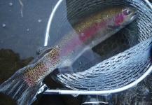 RainbowTrout 63cm at Trout Pond