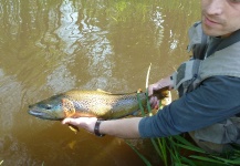 Fly-fishing Pic of Brown trout shared by Mikołaj Martyński – Fly dreamers 