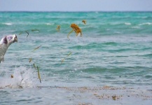 Cristian Mammi 's Fly-fishing Photo of a Tarpon – Fly dreamers 