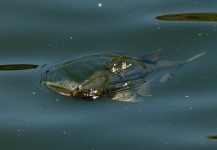 Niccolo Baldeschi Balleani 's Fly-fishing Catch of a Rainbow trout – Fly dreamers 