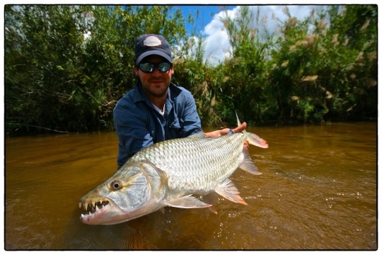 Monster Tigerfish on the Fly - Articles