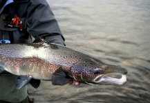 Fly-fishing Photo of Atlantic salmon shared by Martin Arcand – Fly dreamers 