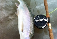 Fly-fishing Image of Steelhead shared by Eamonn Patrick – Fly dreamers