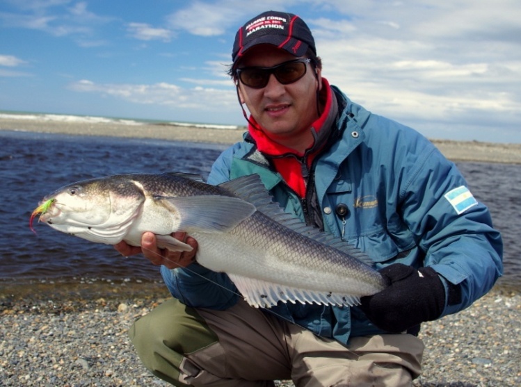 Róbalo (Eleginops maclovinus) pescado en el sea pool del río Irigoyen, Tierra del Fuego
