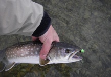 Fly-fishing Picture of Iwana - White Spotted Char shared by Mic Futahashi – Fly dreamers