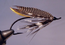  Foto de Atado para Steelhead compartida por Dreams On The Fly The Fly – Fly dreamers