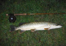 Pike and Perch