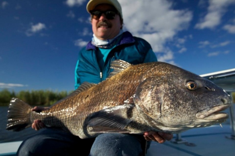 My friend Perry with a good size black drum taken in the marshes on his 8wgt!.