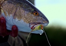 Jack Denny 's Fly-fishing Picture of a Redfish – Fly dreamers 