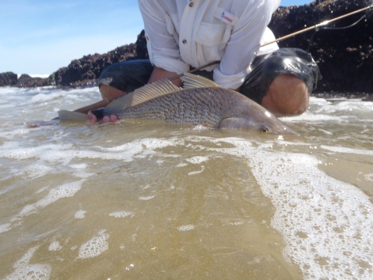 Corvina con mosca en Punta del Este