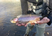 Trout Fishing