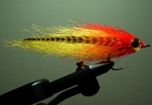 Fly-tying for Bluefish - Tailor - Shad - Photo by Jack Denny – Fly dreamers 
