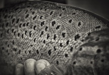 Fabian Anastasio 's Fly-fishing Catch of a Brown trout – Fly dreamers 