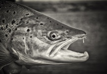 Fly-fishing Photo of Brown trout shared by Fabian Anastasio – Fly dreamers 