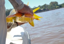  Foto de Pesca con Mosca de Tiger of the River compartida por Martin Tagliabue – Fly dreamers