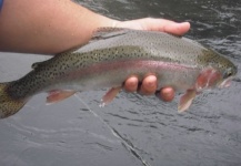  Foto de Pesca con Mosca de Trucha arcoiris compartida por Rogerio "JAMANTA" Batista – Fly dreamers