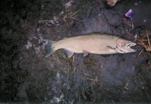 25 lb. Steelhead buck on 5 wt. fly rod