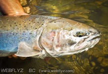  Fotografía de Pesca con Mosca de Steelhead por Luke Saffarek – Fly dreamers